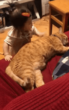 橘白猫性格优点缺点是什么(橘白猫性格优点缺点分析)