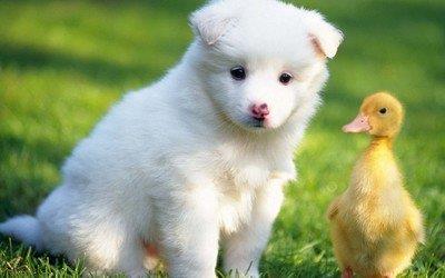 狗咳嗽像卡住一样怎么回事（这6种情况也易引起狗狗出现咳嗽）