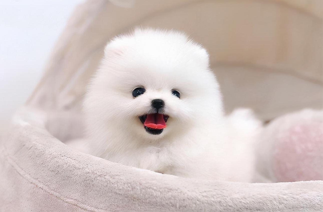 如何养狗狗（新手铲屎官入门必备攻略）