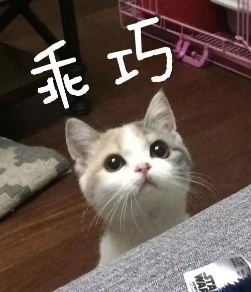 猫咪晚上一直叫还刨门 猫咪每晚抓门如何改正