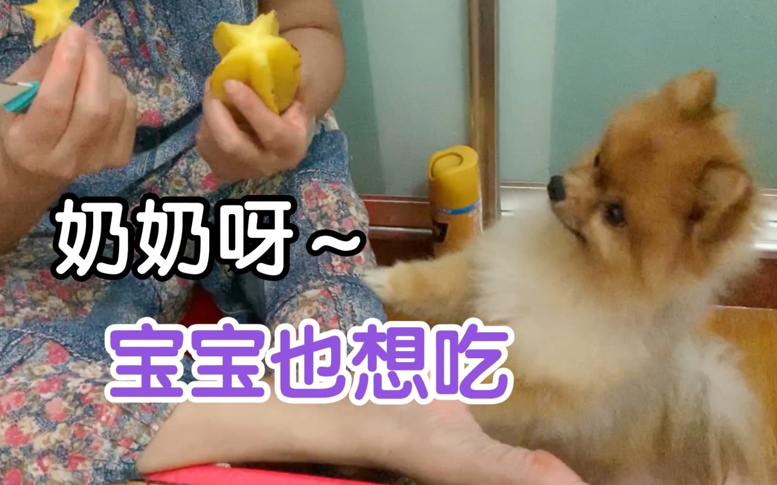 了解狗狗不能吃的水果（狗狗能吃香蕉吗）