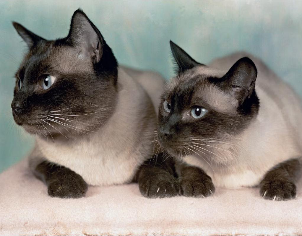 公猫太胖了怎么办（ 分享猫咪减肥知识大全）