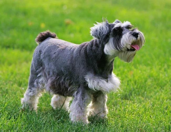 了解拥有7种性格的雪纳瑞（雪纳瑞性格怎么样）