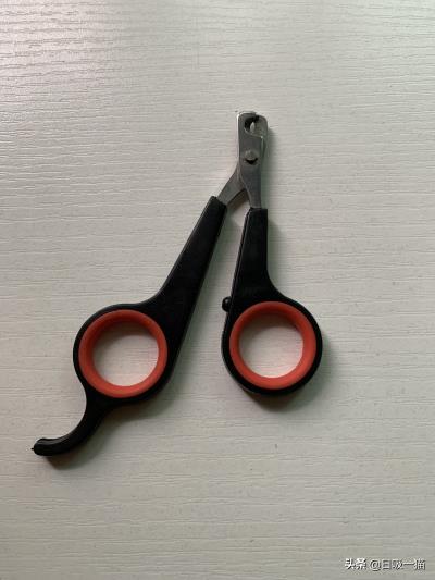 猫剪指甲出血了怎么办（手把手教你如何给猫咪剪指甲）