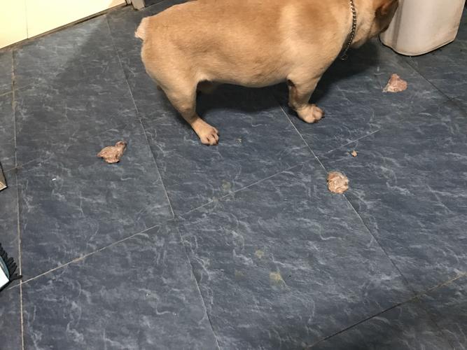 狗拉屎有白色是什么原因