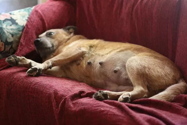 狗狗产前三天征兆如何表现(详解:狗狗产前征兆)