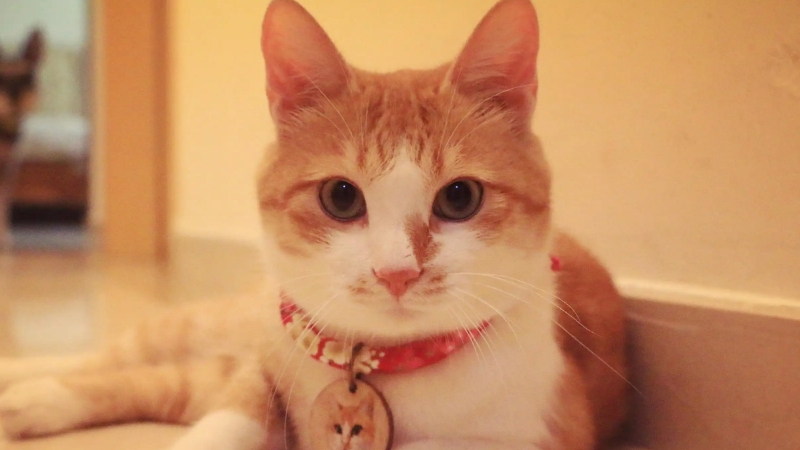 被猫咪爪子钩破血需要立即打疫苗吗（附：不出血的情况洗干净就行）