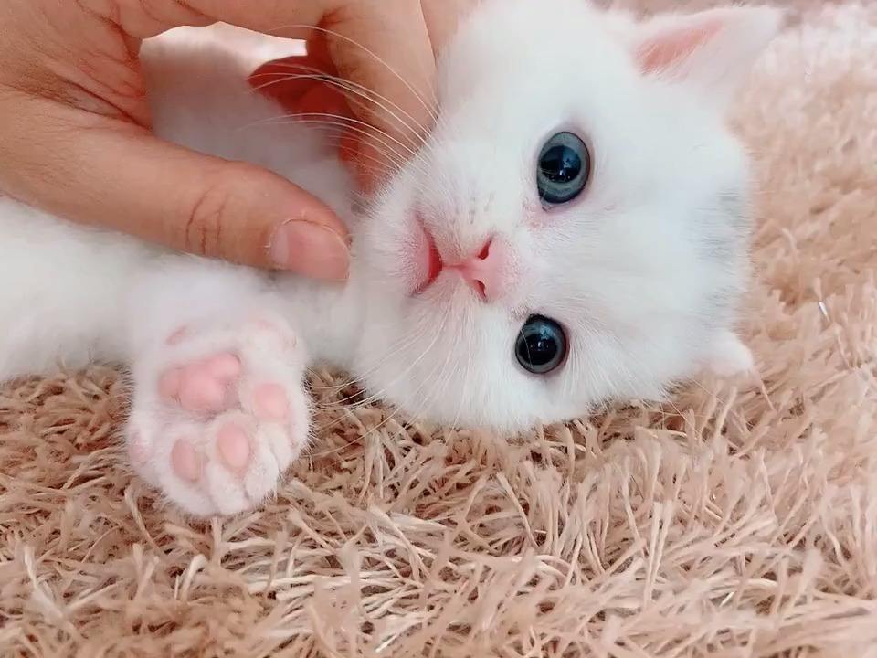 猫打疫苗前要注意什么（猫打完疫苗期间能洗澡吗）