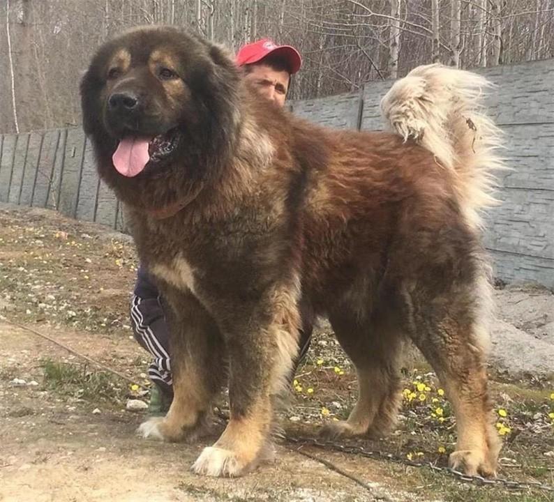 盘点十大禁养犬名单（罗威纳犬是禁养犬吗）