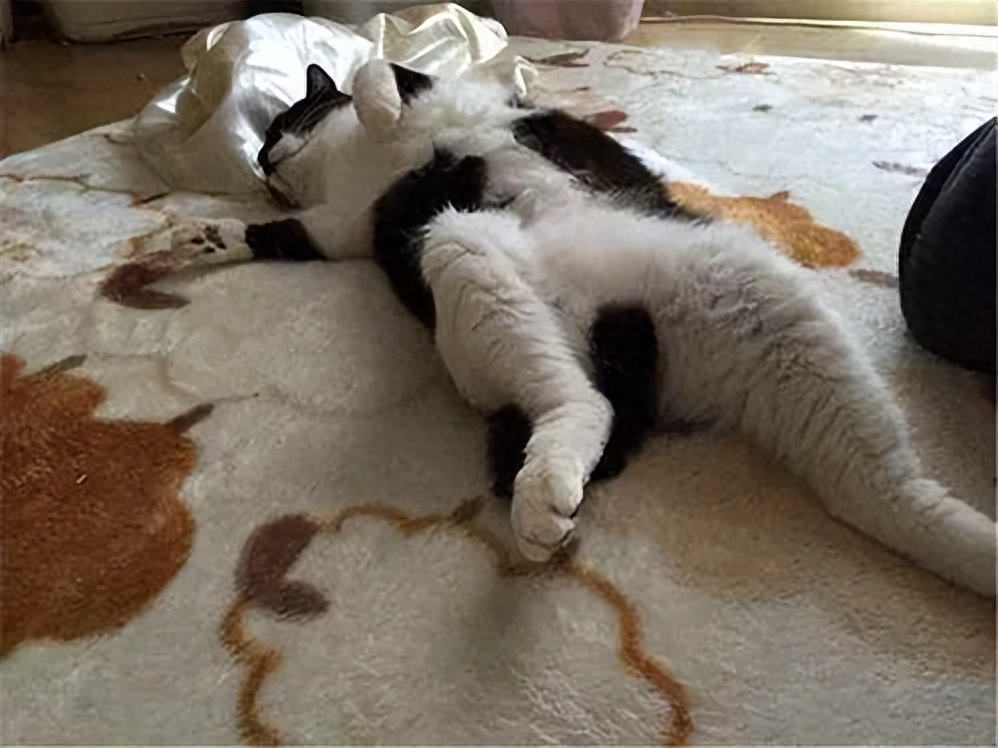 猫咪能吃蓝莓吗（附：猫能吃的果蔬红黑榜大合集）