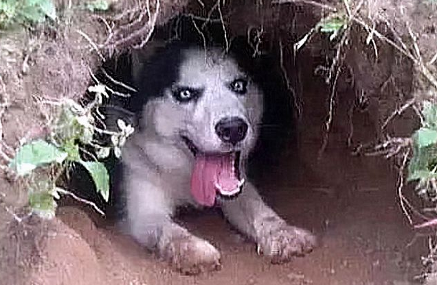 狗狗被打后，离家出走，找到时狗窝都弄好了，铁了心不肯回家