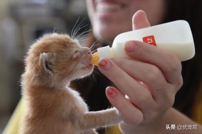 猫生小猫要怎么处理(刚出生的小猫怎么养)