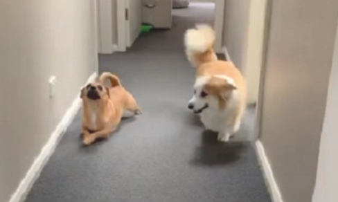 狗狗和柯基犬生活久后，竟也变成了“小短腿”，网民：好过分啊