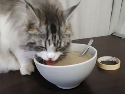 猫咪上火的症状眼睛图片(猫咪上火了如何解决)