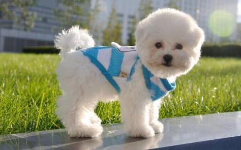 沙皮狗掉毛吗（推荐适合家养且不掉毛的狗狗）