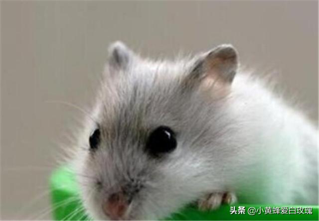 仓鼠是杂食动物还有啥东西不能吃(详解：仓鼠最怕的3种食物)