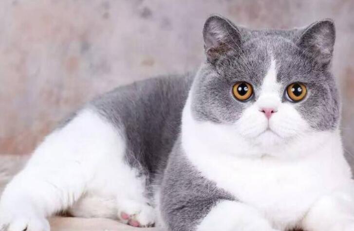 高颜值的猫猫配种会丑吗(附:布偶和英短配出来的猫好看吗)