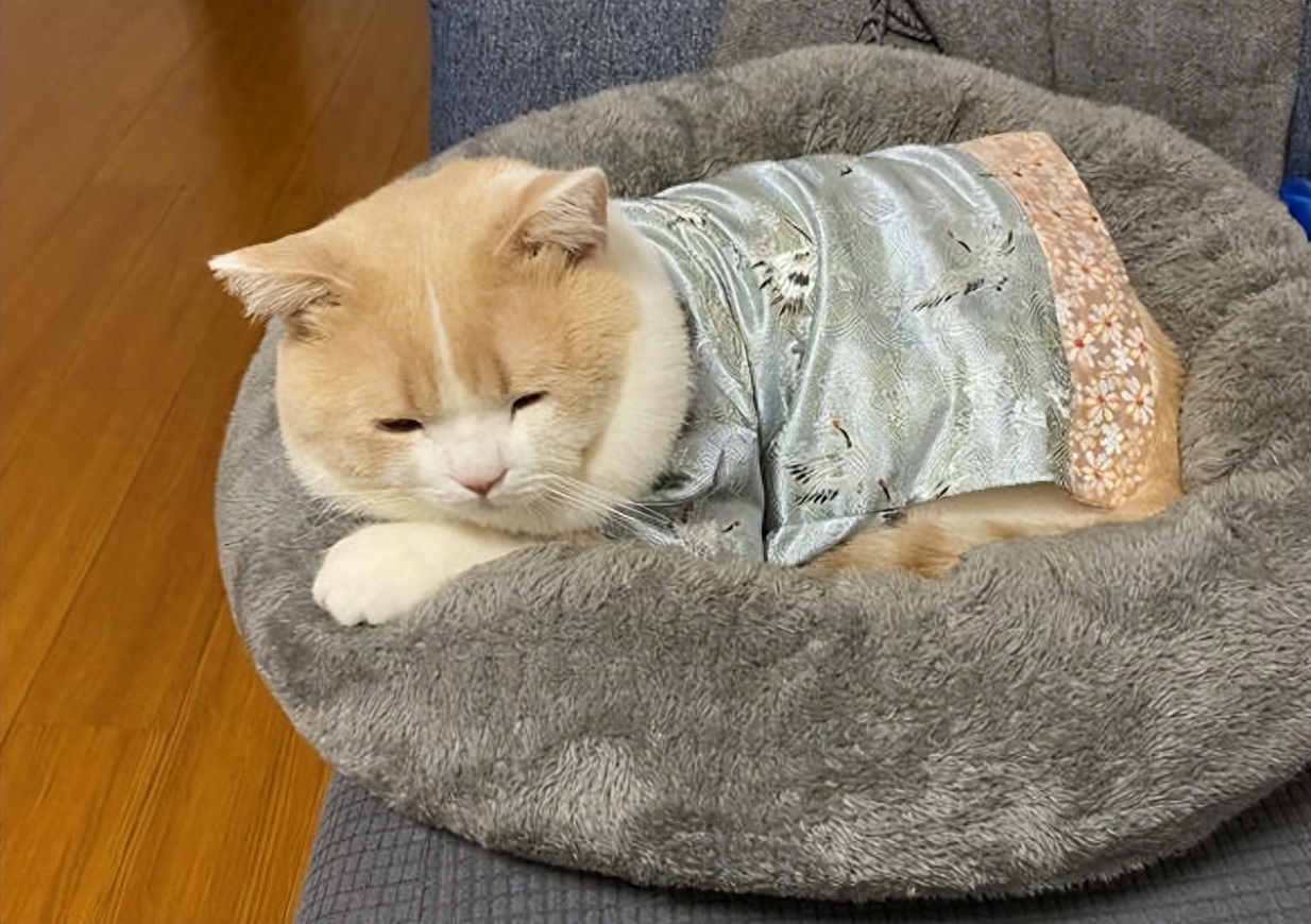 猫咪拉稀还发出噗噗的声音（附：猫拉稀可能性因素及相关的护理方法）