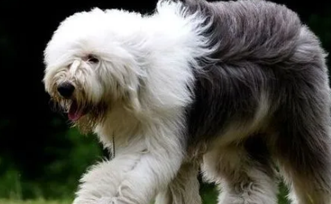 英国古代牧羊犬一只多少钱