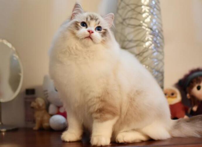 高颜值的猫猫配种会丑吗(附:布偶和英短配出来的猫好看吗)