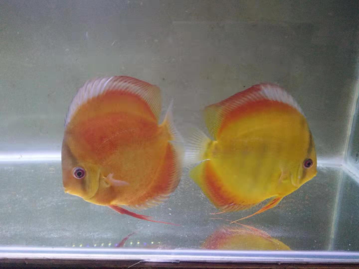 七彩神仙鱼好养吗