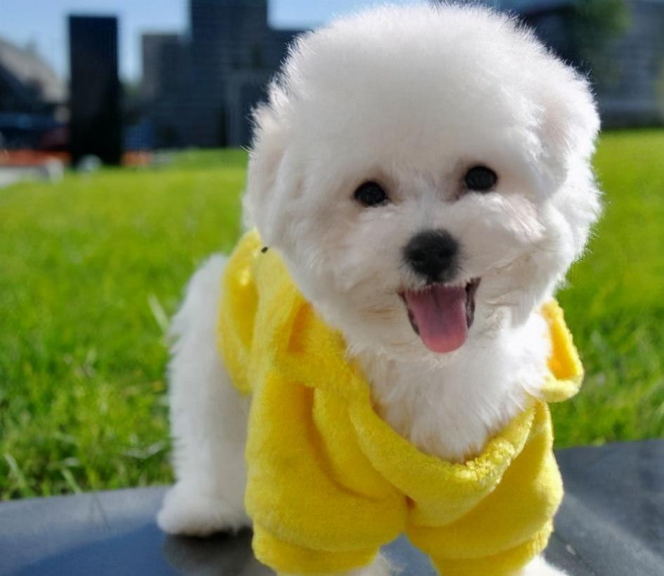 比熊喜欢主人的六大表现（详解：比熊认主人有哪些特征）