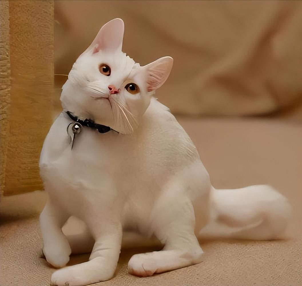 猫可以吃豆腐吗熟的(盘点新手养猫注意事项)