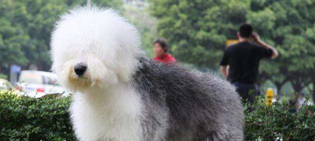 古代英国牧羊犬的饲养要点有哪些