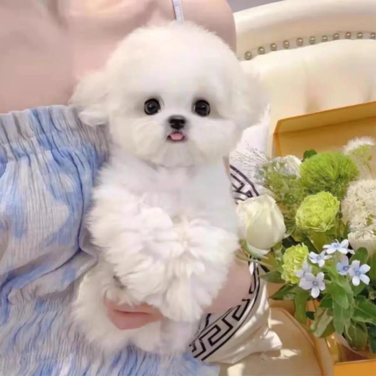 正宗的比熊犬价格行情(比熊犬多少钱一只)