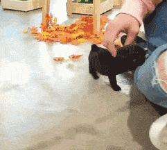 不推荐养这些狗,寿命短不能陪你很久