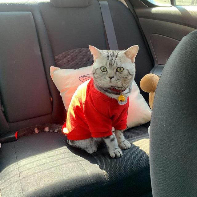 猫会晕车吗(猫会晕车是怎样的表现)