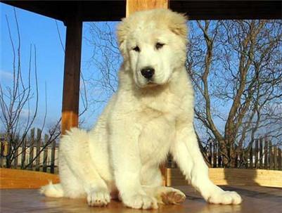 中亚牧羊犬怎么喂养（详解：养中亚牧羊犬注意的事项）