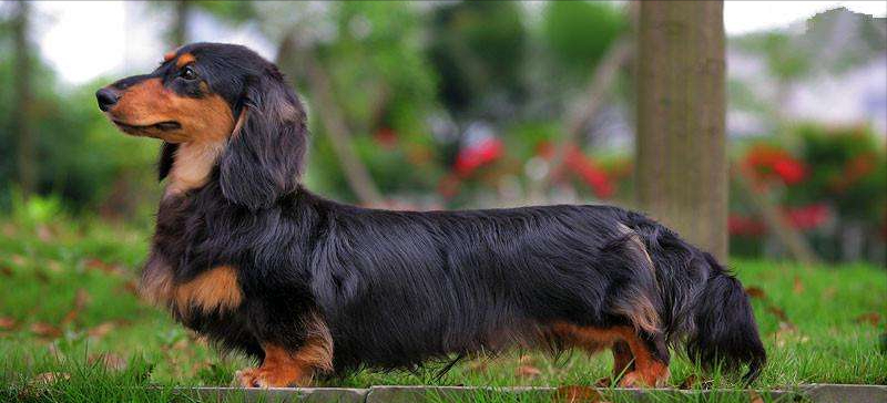 不养腊肠犬的7大原因(详解:腊肠犬为什么被禁养)