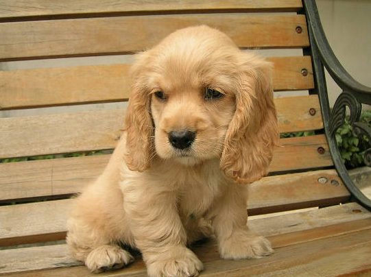 英国可卡犬怎么养才好（附：可卡犬科学饲养步骤）