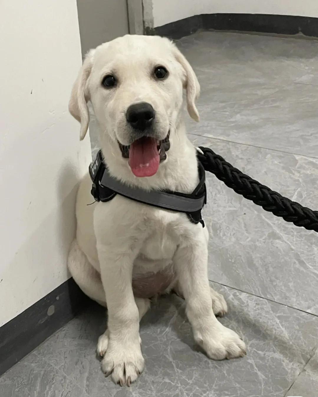 大型犬好养的品种推荐(分享新手好养的大型犬有哪些)