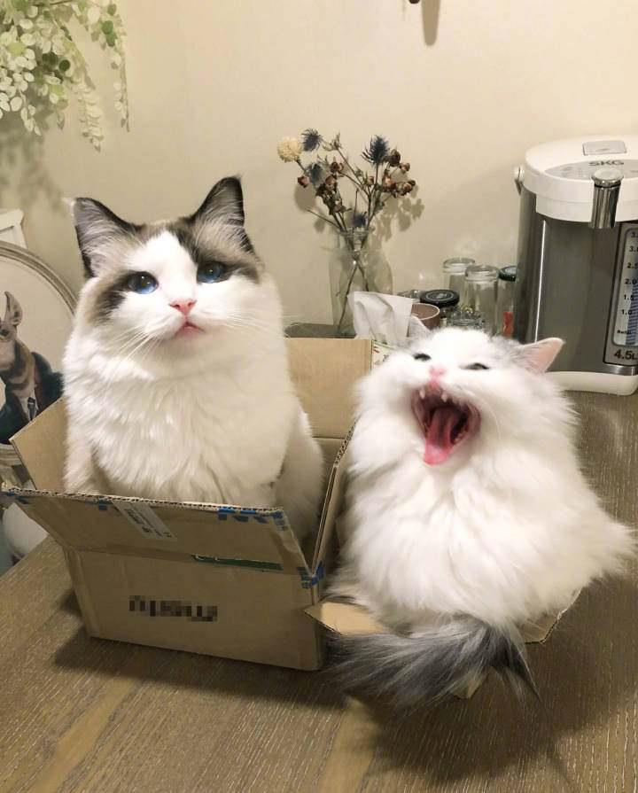 猫老在面前嗷呜叫是为啥呢（详解：资深猫奴与猫有效沟通技巧）