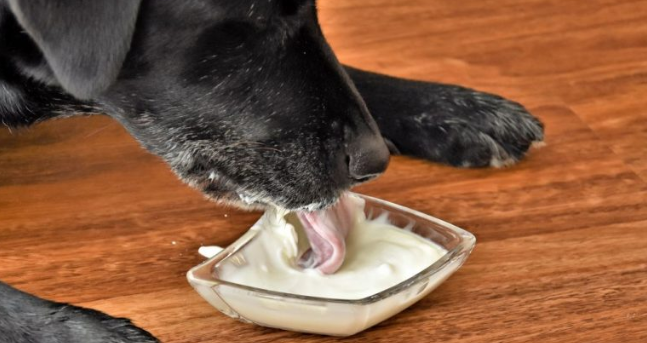 推荐狗喝的酸奶都有哪些成分