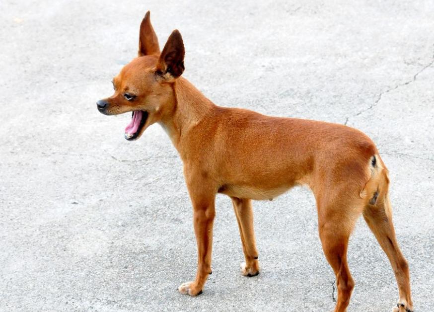 后悔养小鹿犬的人多吗（详解：不敢养小鹿犬的几个原因）