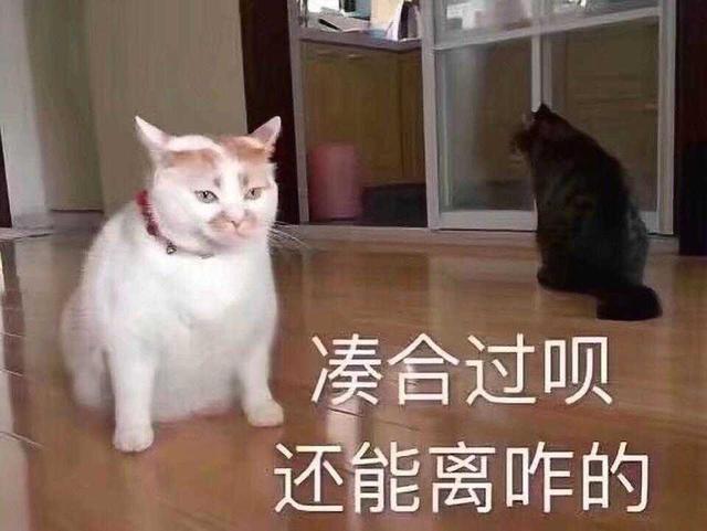 猫被打了一顿性格变了怎么办