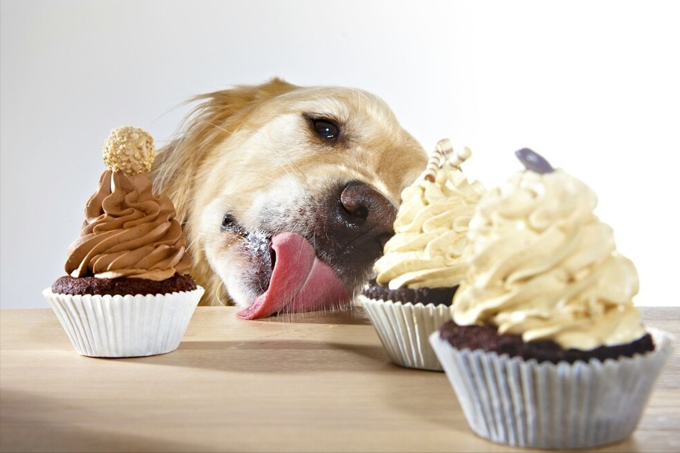 拉布拉多怎么养服从性才高（了解养一只健康的拉布拉多的方法）