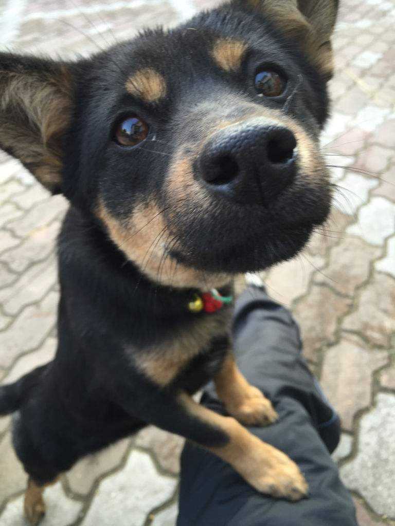 漂亮的狗狗有哪些品种（九大漂亮的狗狗排名）