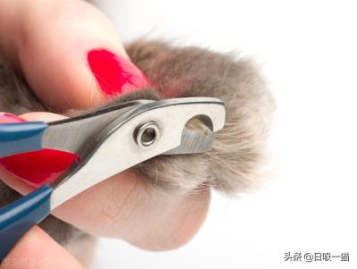 猫剪指甲出血了怎么办（手把手教你如何给猫咪剪指甲）