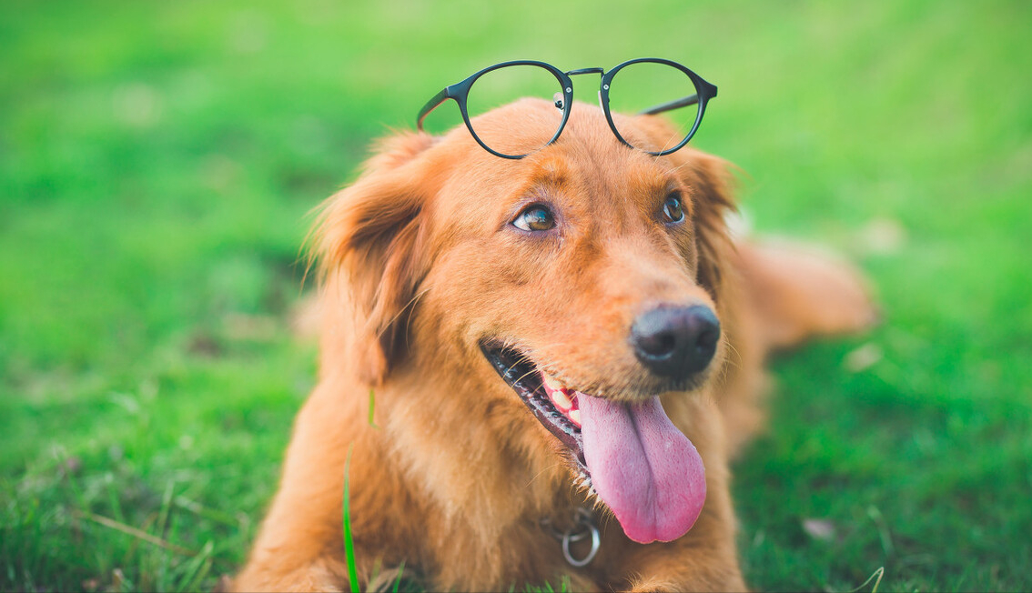 为什么不建议养金毛