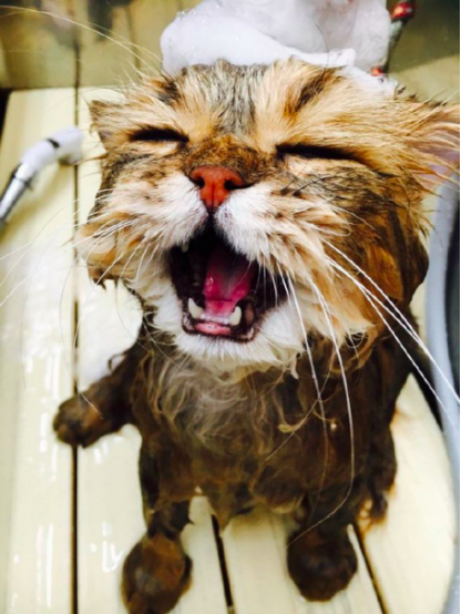 2个月小猫太脏怎么办（附：短毛猫2-3个月洗1次）