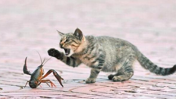 了解猫咪绝不能吃的食物(猫能吃火腿肠吗)