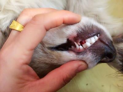 狗狗几个月换牙（狗狗换牙期注意事项）