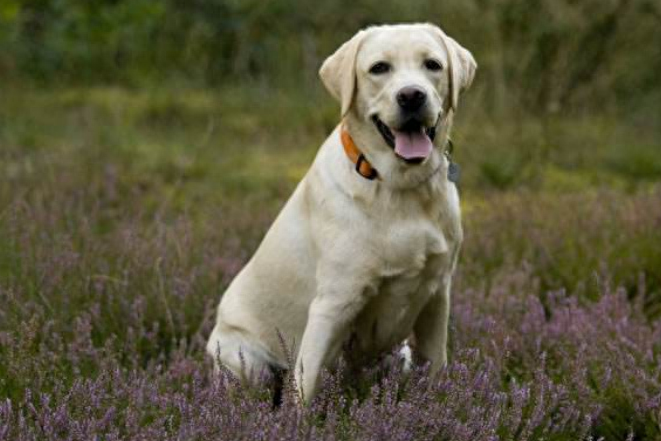 为什么都不建议养拉布拉多（附：想养拉布拉多犬要先了解这5个缺点）