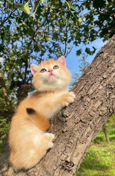 人吃的鱼油猫咪可以吃吗（猫咪可以吃人类的食物吗）