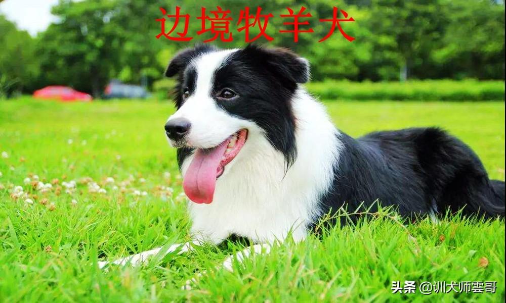 世界十大牧羊犬排名（牧羊犬哪个品种好）