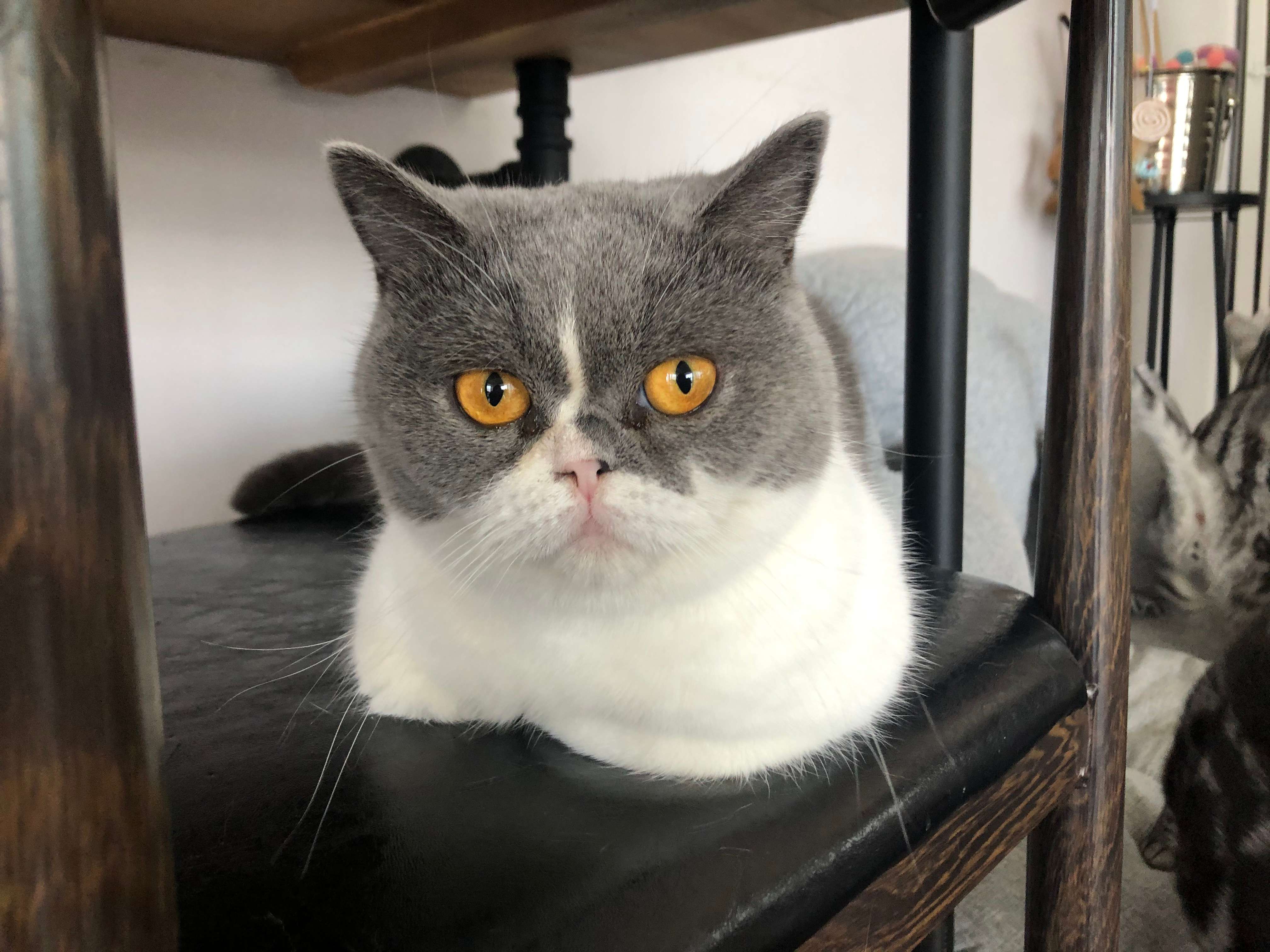 非纯种猫怎么养才好呢